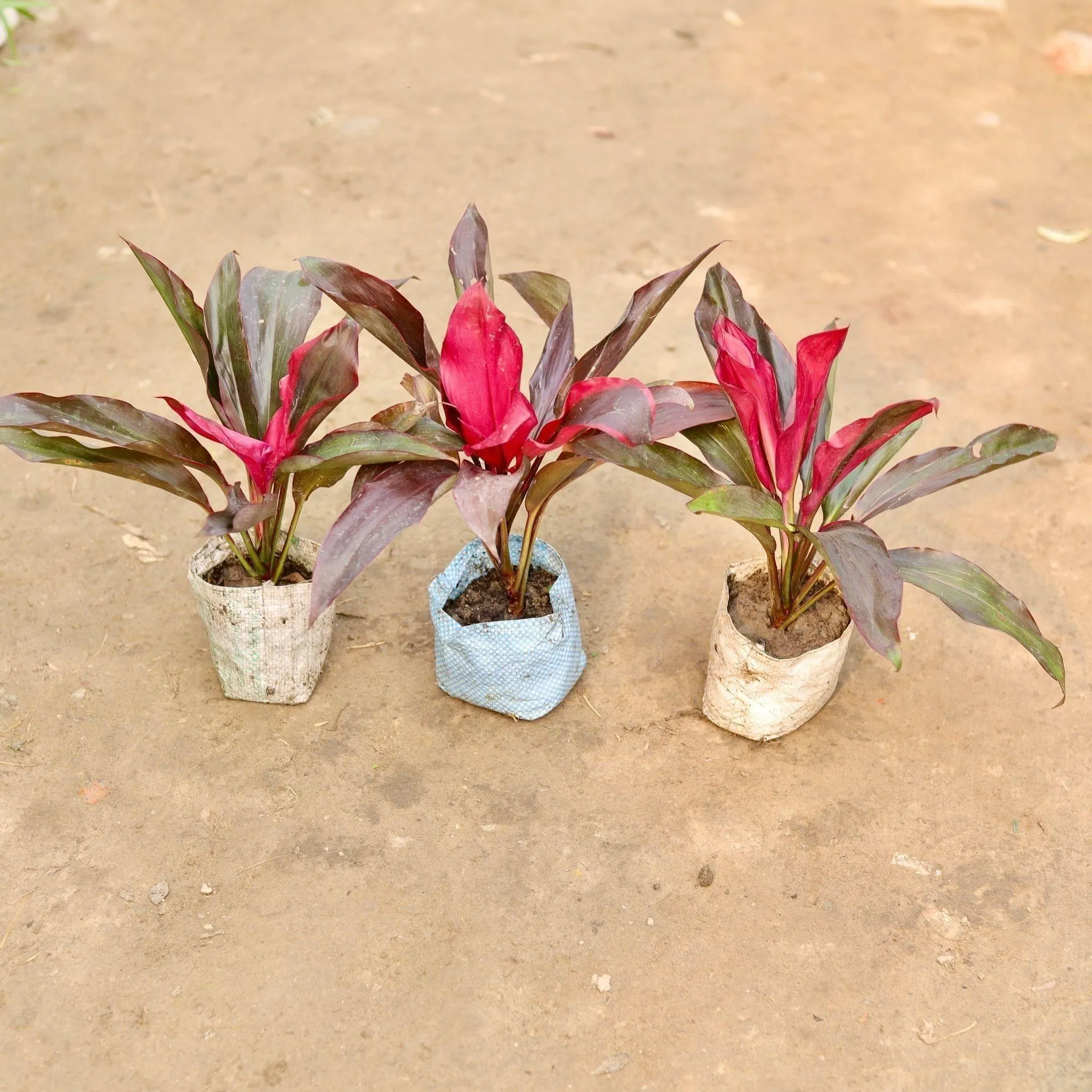 Set of 3 - Dracaena Rosea in 5 Inch Nursery Bag