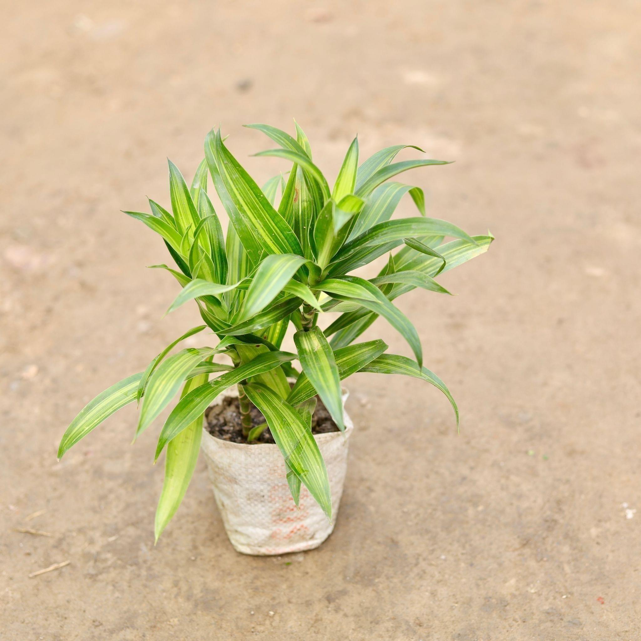 Dracaena Messenger Green in 5 Inch Nursery Bag