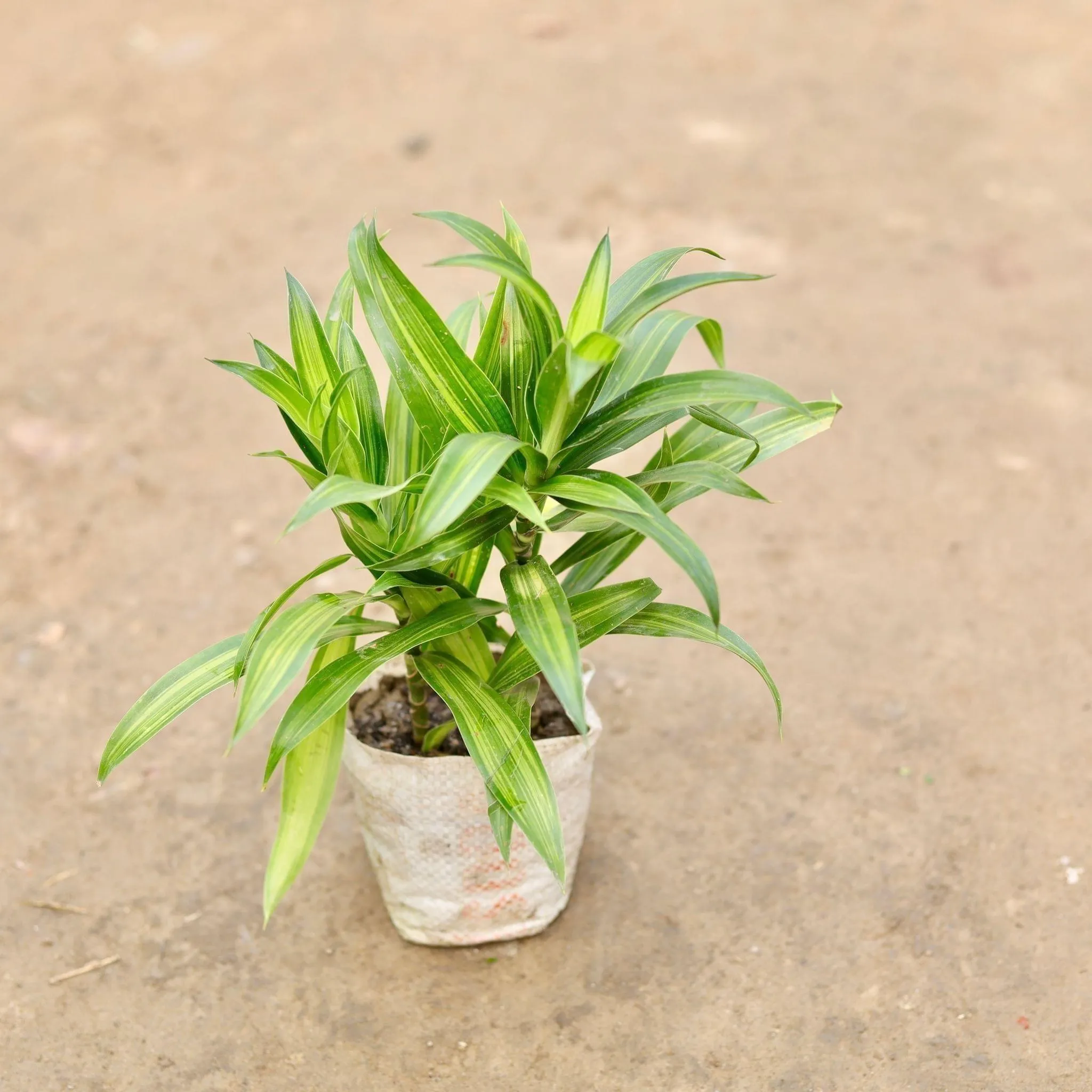 Dracaena Messenger Green in 5 Inch Nursery Bag