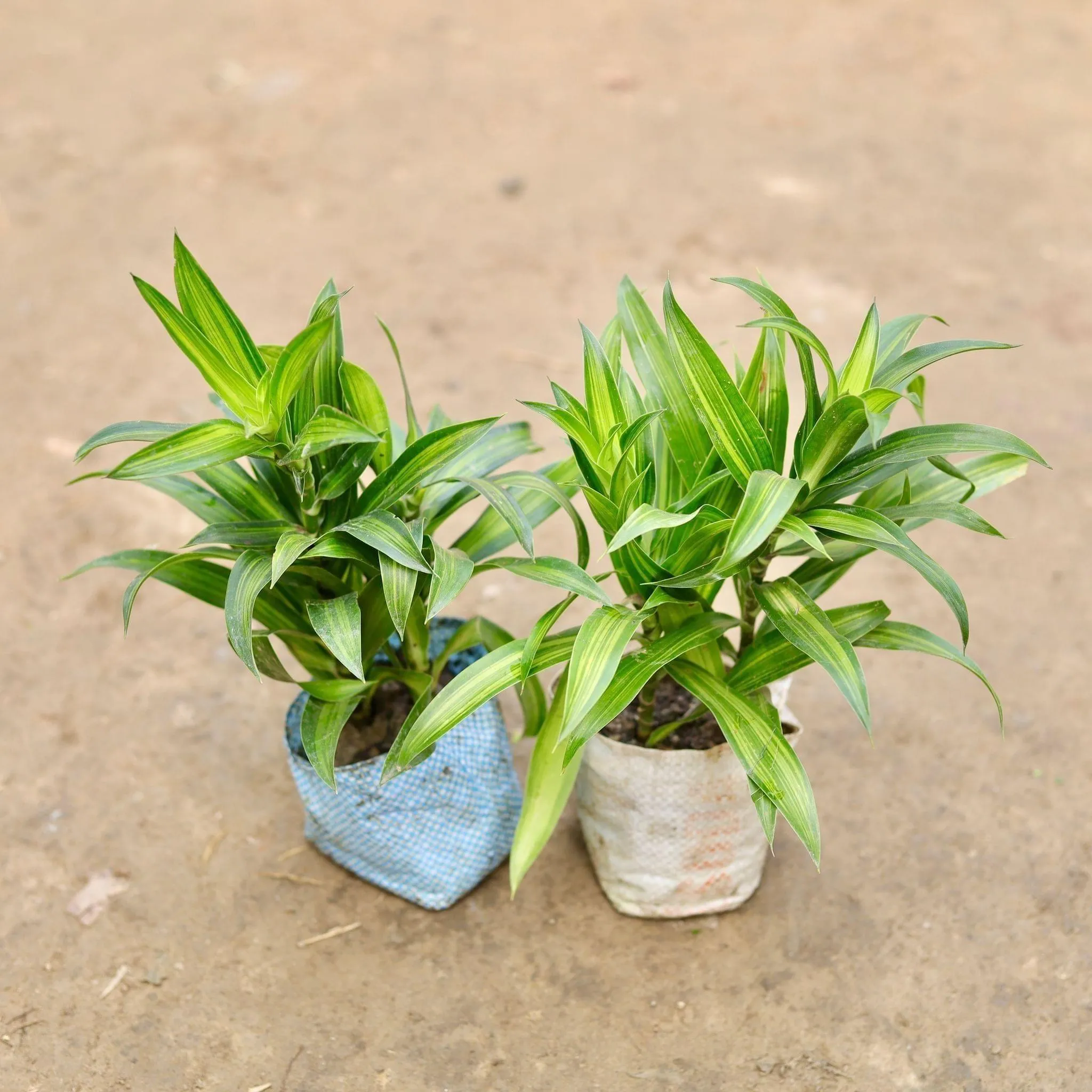 Set of 2 - Dracaena Messenger Green in 5 Inch Nursery Bag