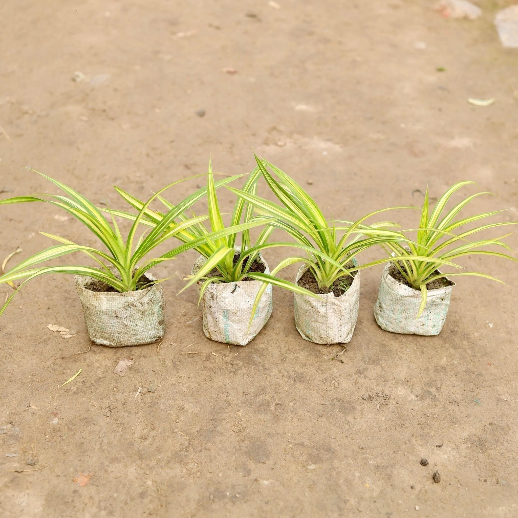 Set of 4 - Golden Spider in 5 Inch Nursery Bag