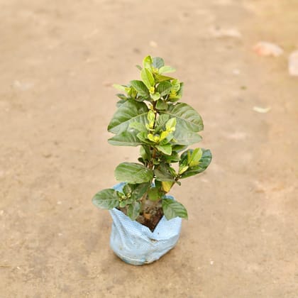 Buy Gandhraaj / Gardenia  in 7 Inch Nursery Bag Online | Urvann.com