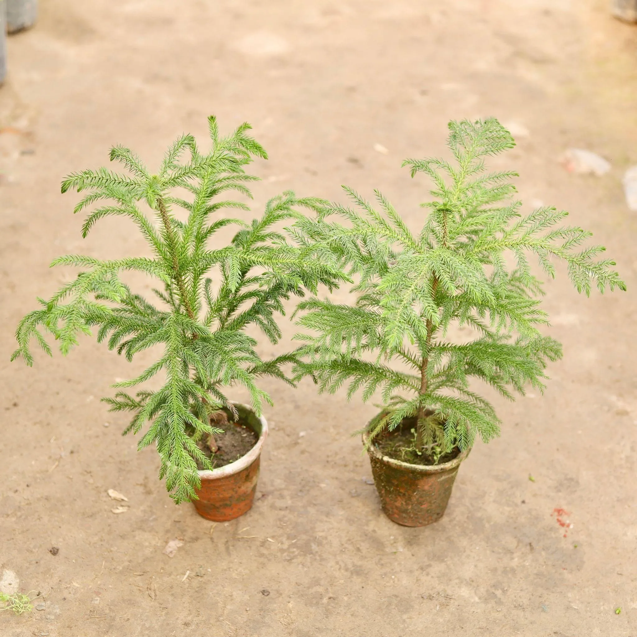 Set of 2 - Araucaria / Christmas Tree in 6 Inch Nursery Pot