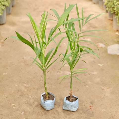 Set of 2 - Cane Palm in 5 Inch Nursery Bag
