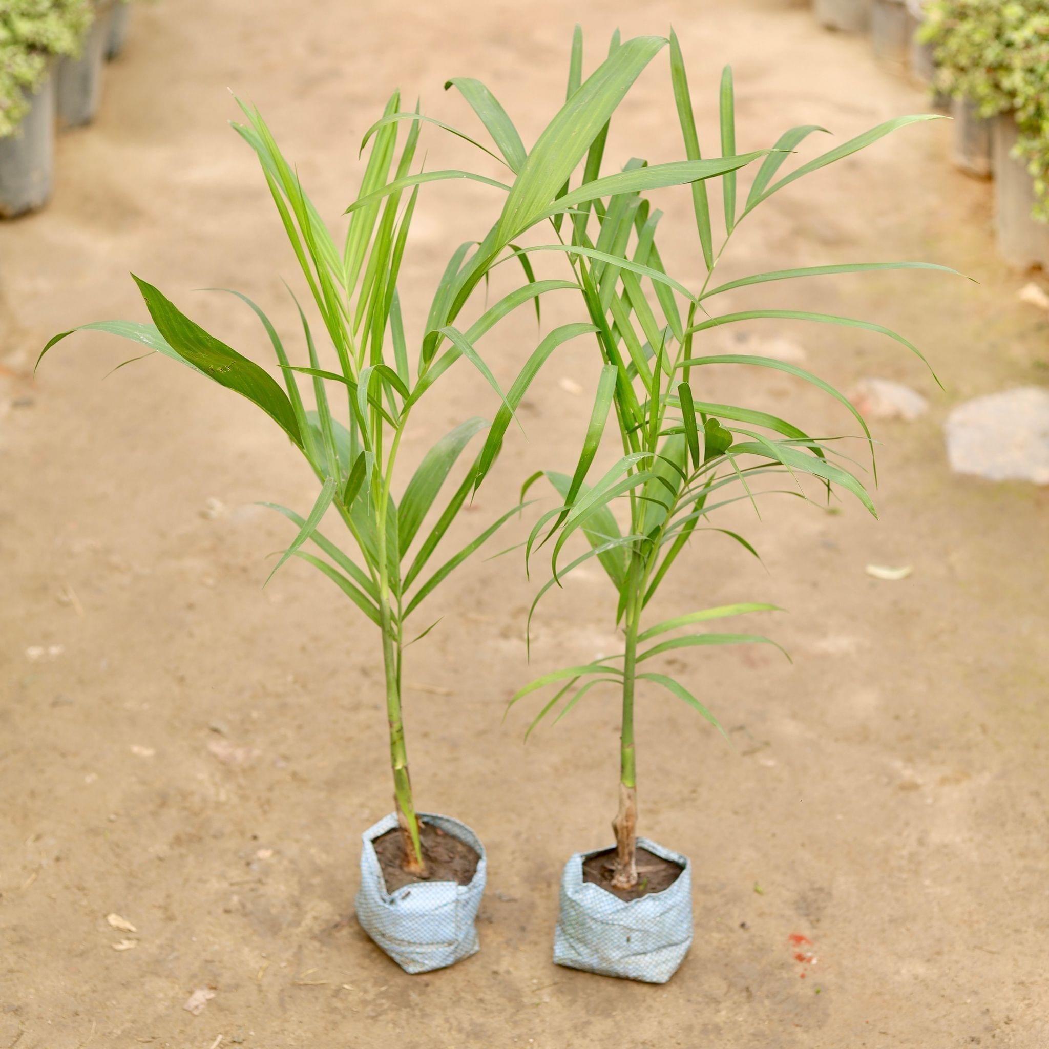 Set of 2 - Cane Palm in 5 Inch Nursery Bag