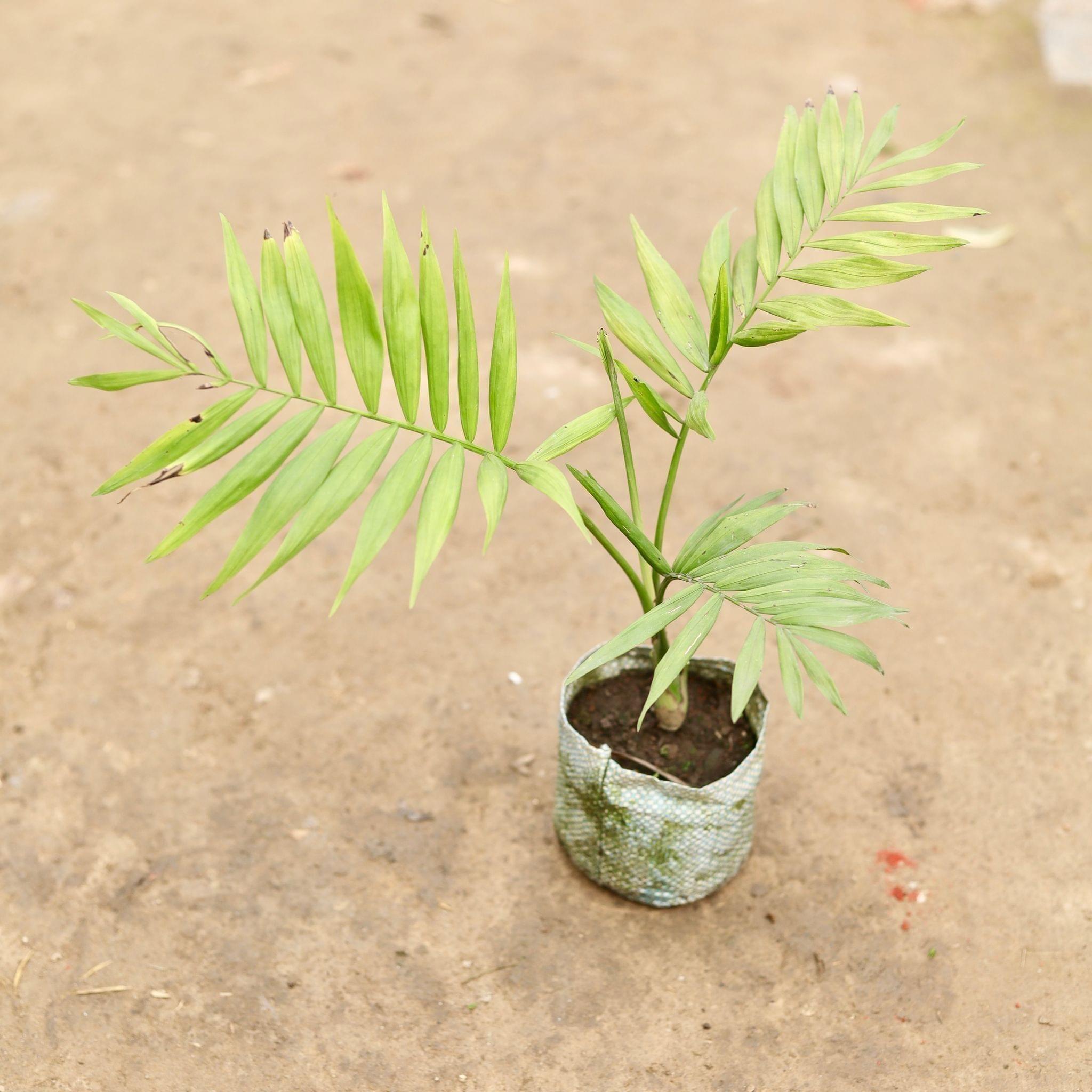 Chameadorea Palm in 5 Inch Nursery Bag