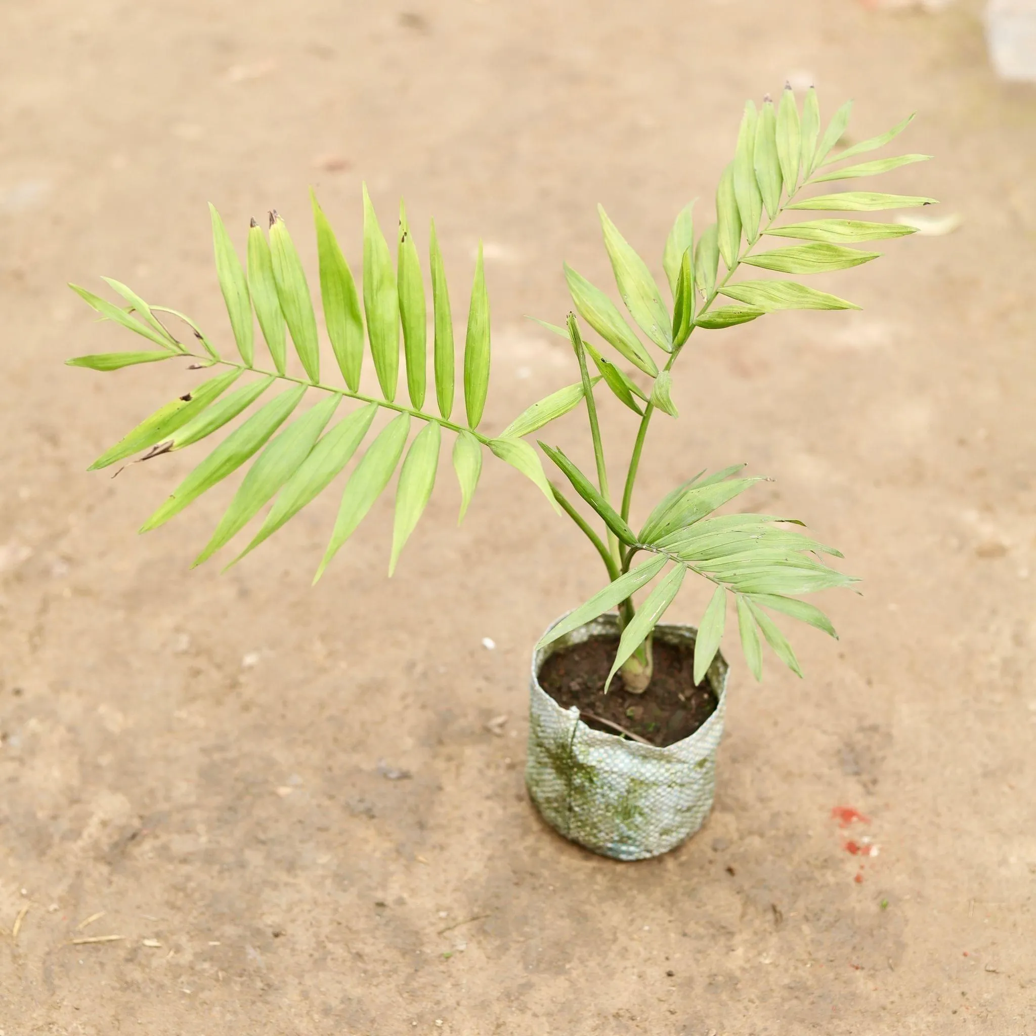 Chameadorea Palm in 5 Inch Nursery Bag