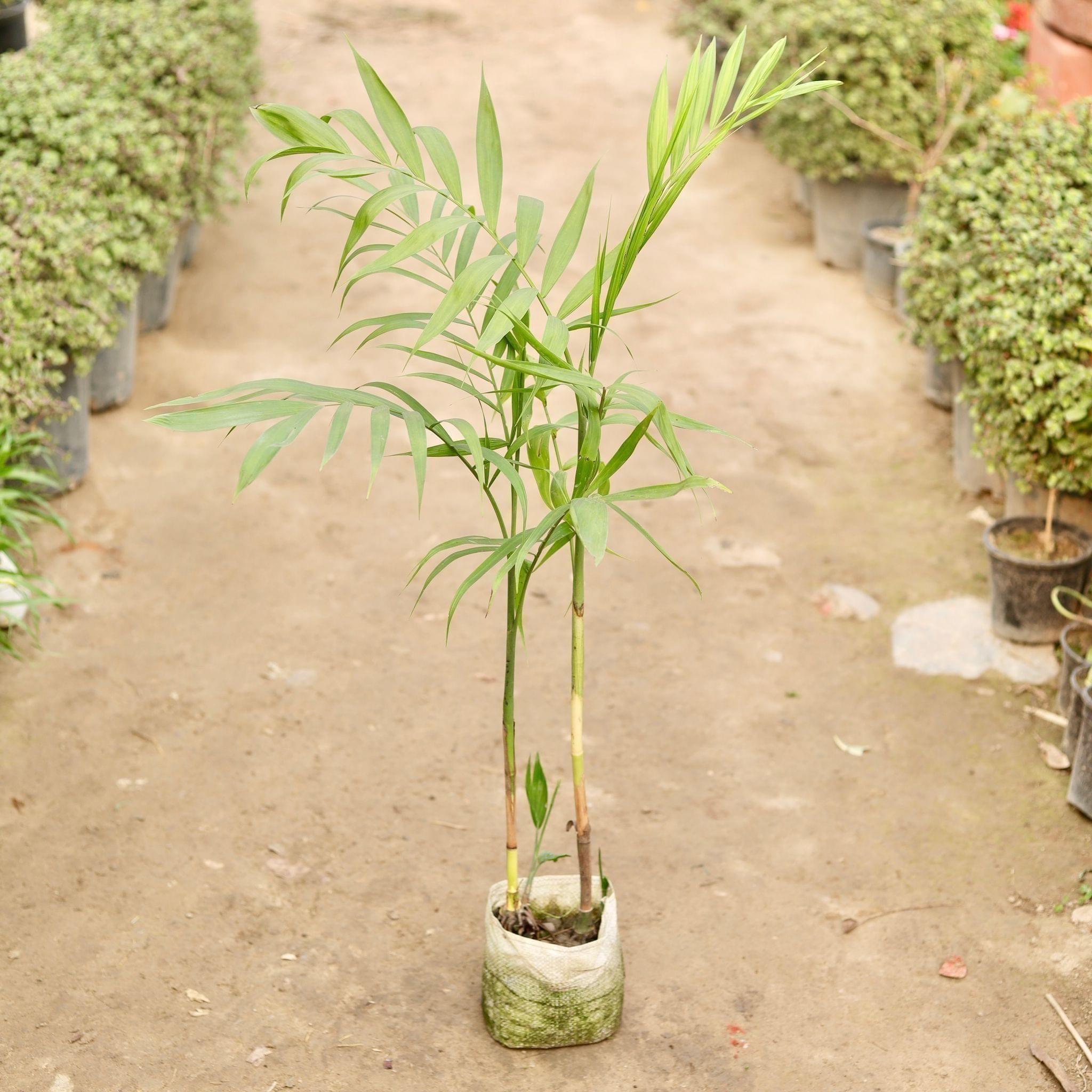 Cane Palm in 7 Inch Nursery Bag
