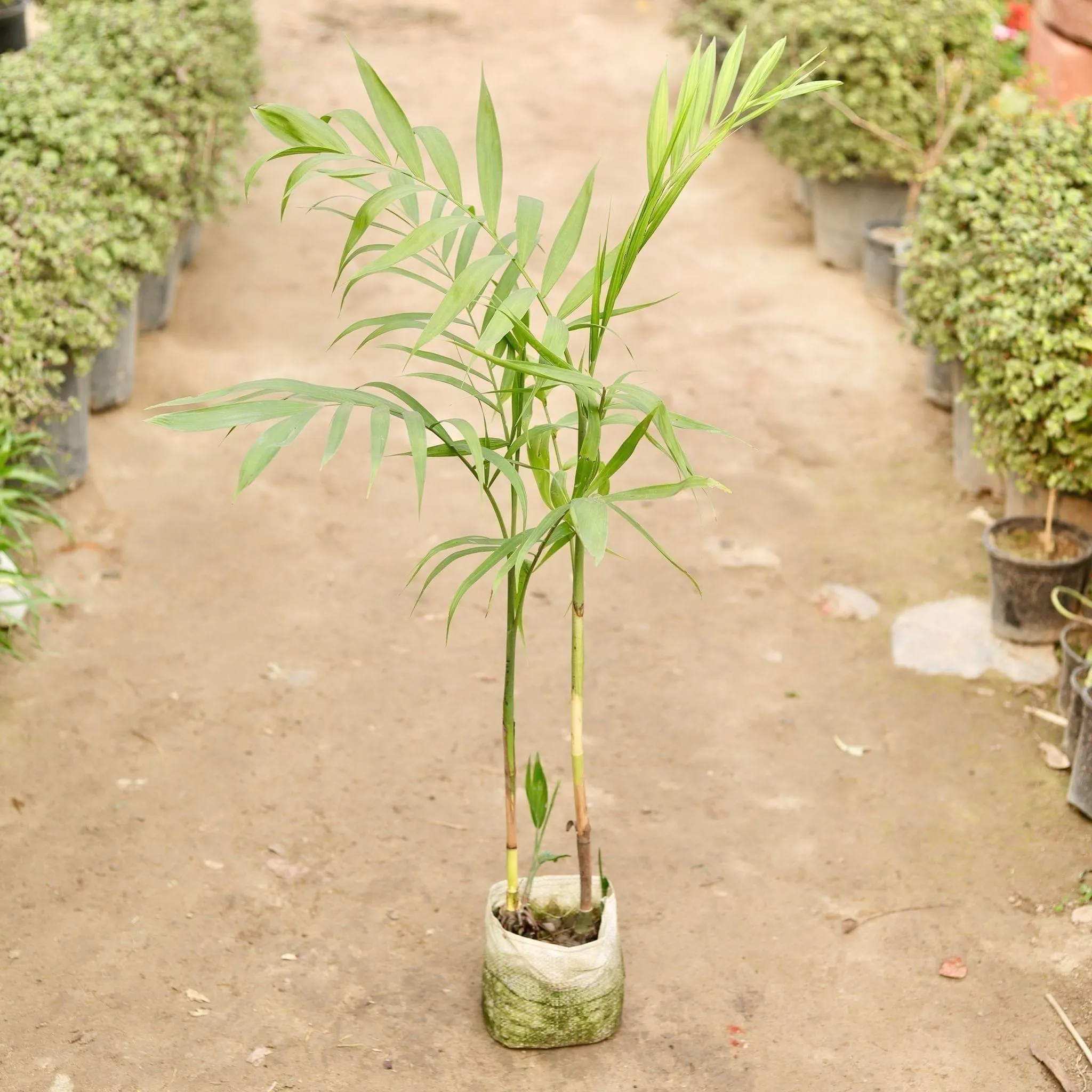 Air Purifying - Cane Palm in 7 Inch Nursery Bag