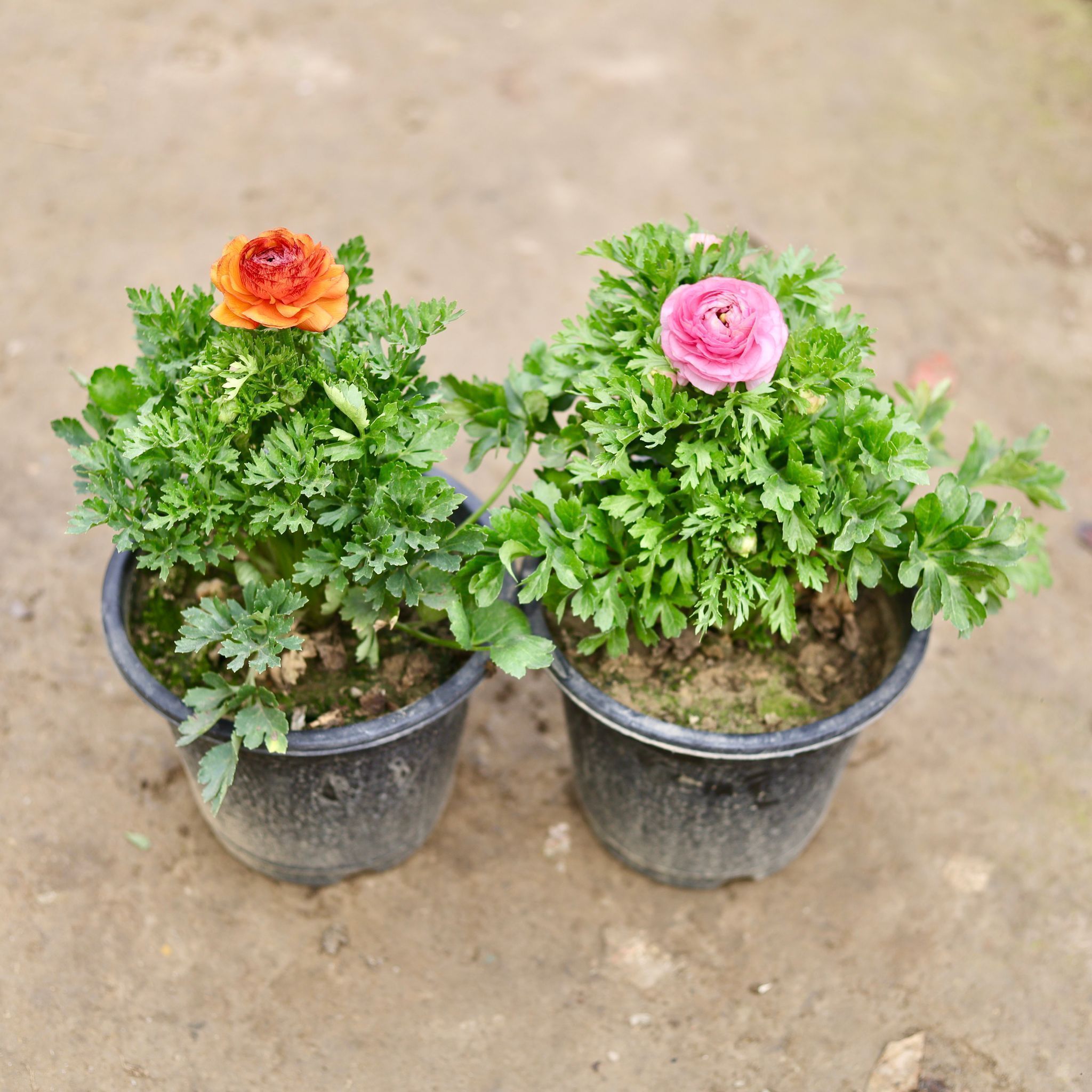 Set of 2 - Ranunculus / Buttercup (any colour) in 6Inch Nursery Pot