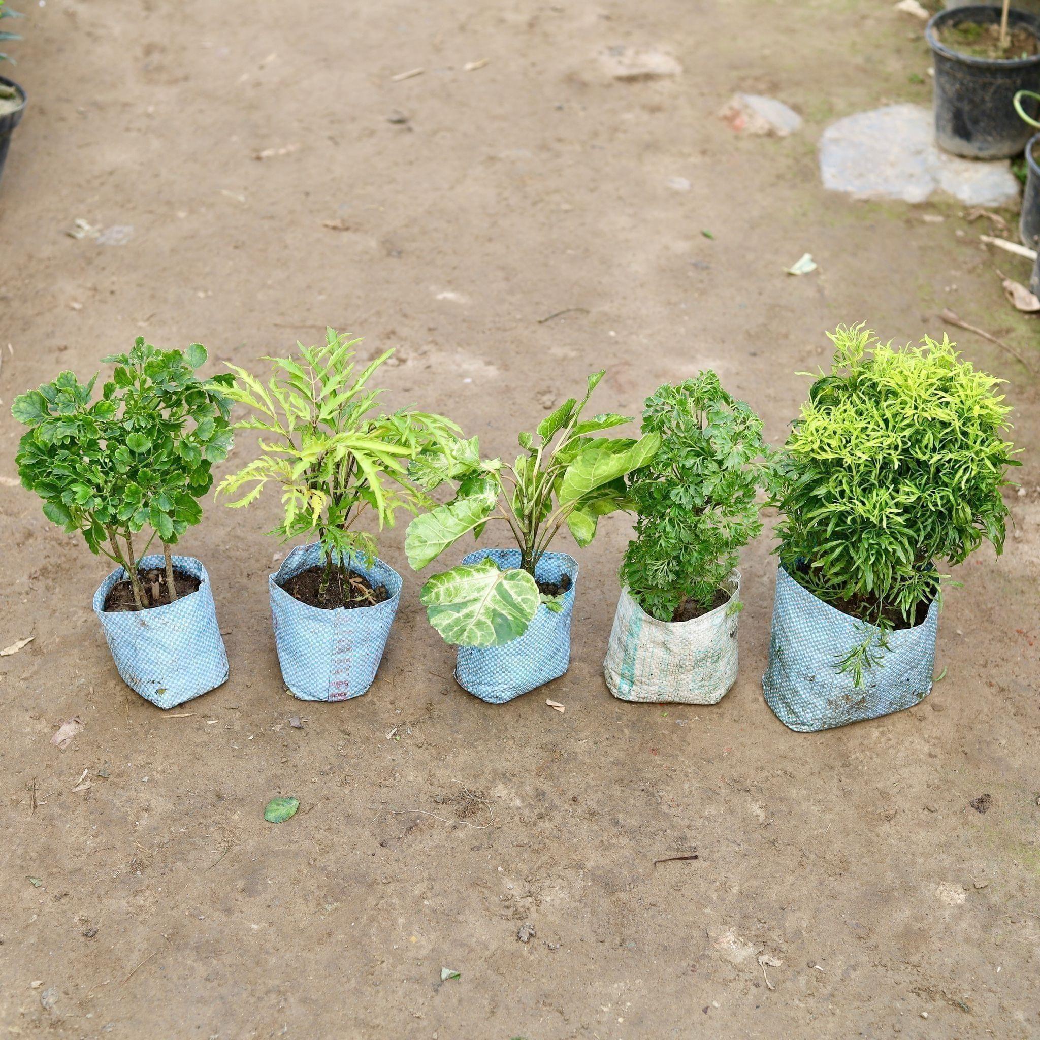 Set of 5 - Aralias (all different) in 5 Inch Nursery Bag