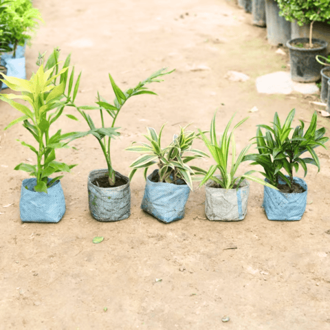 Indoor Plants Combo - Set of 5 - (Lucky Bamboo, Chameadorea Palm, Song of India, Pandanus & Dracaena Green) in 5 Inch Nursery Bag