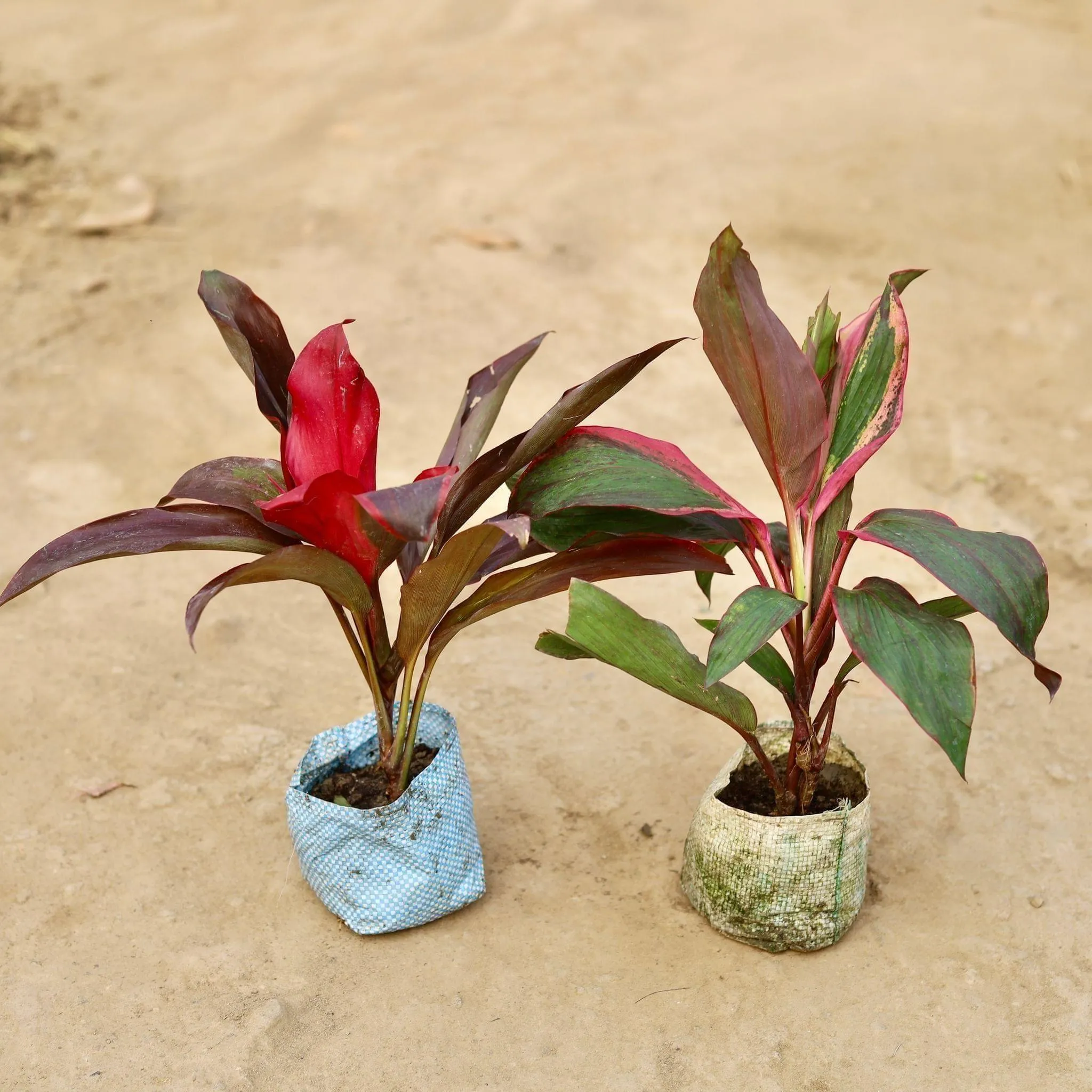Set of 2 - Dracaena (Rosea & Kedarnath) in 5 Inch Nursery Bag
