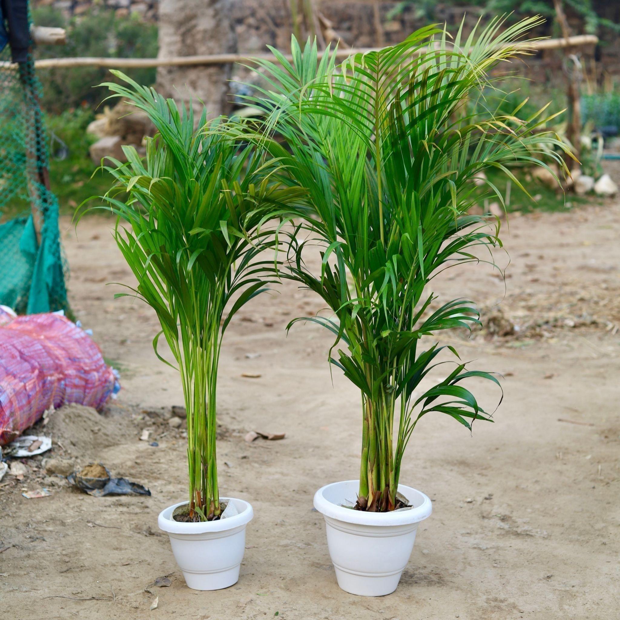 Set of 2 - Areca Palm (~ 2 - 4 Ft) in 8 Inch Classy White Plastic Pot