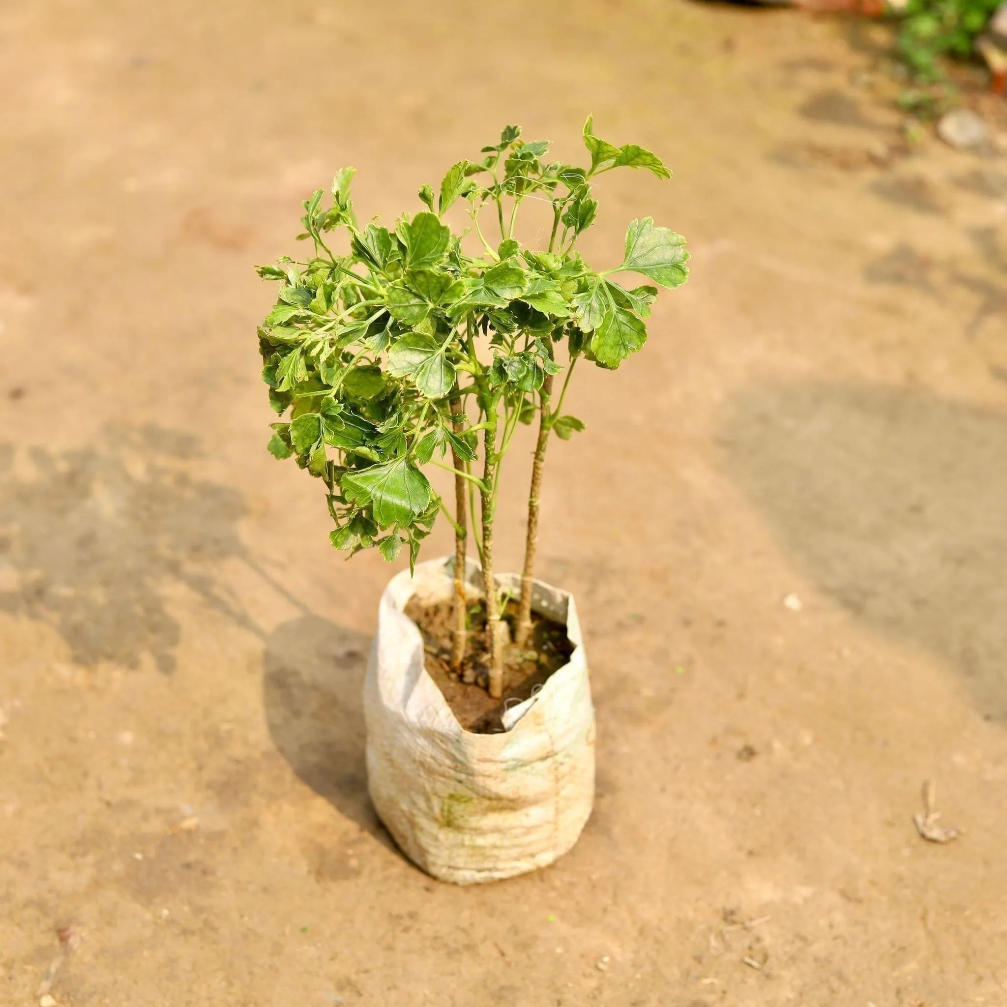 Aralia Ming in 5 Inch Nursery Bag