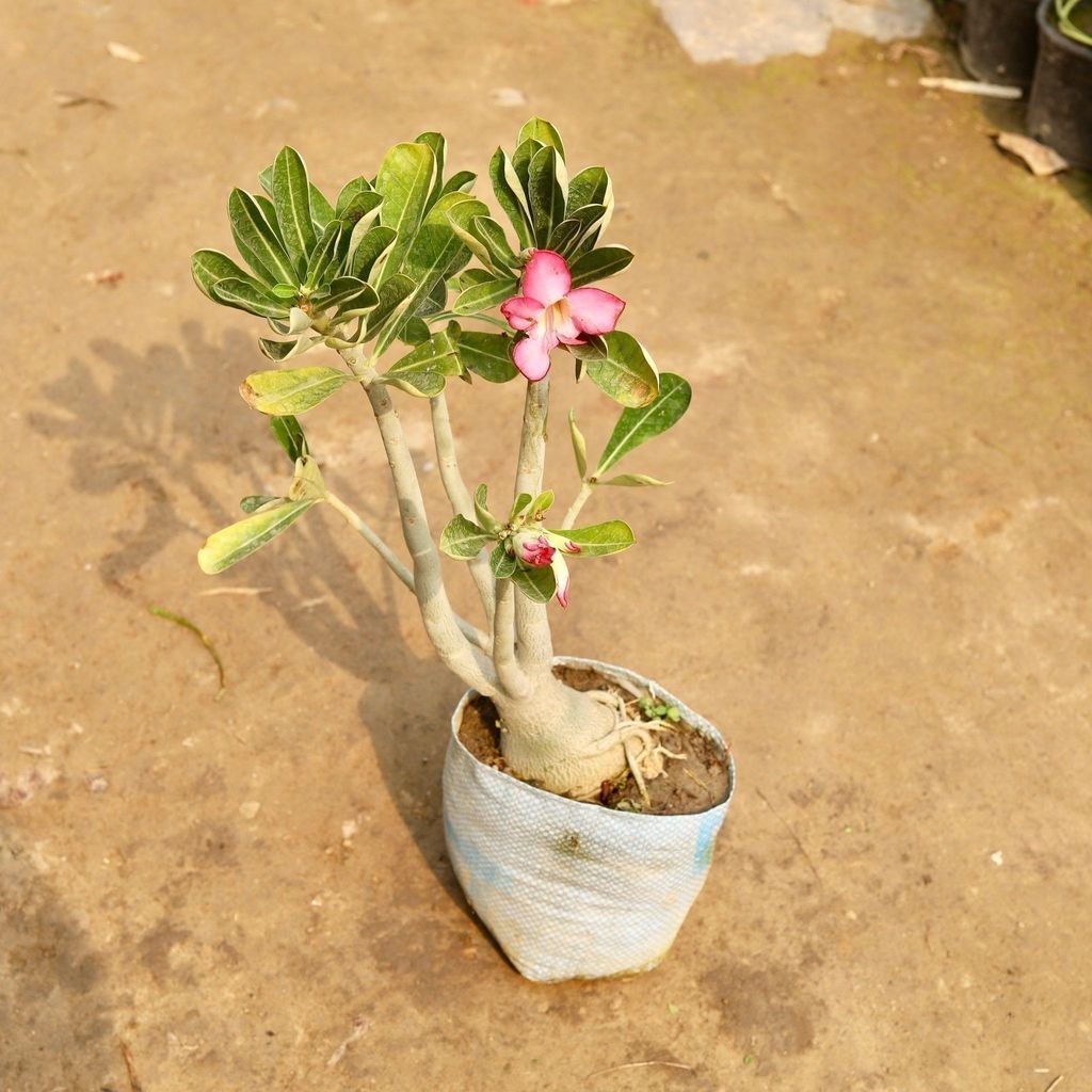 Buy Adenium Pink in 8' Inch Nursery Bag Online | Urvann.com Adenium Pink in 8' Inch Nursery Bag