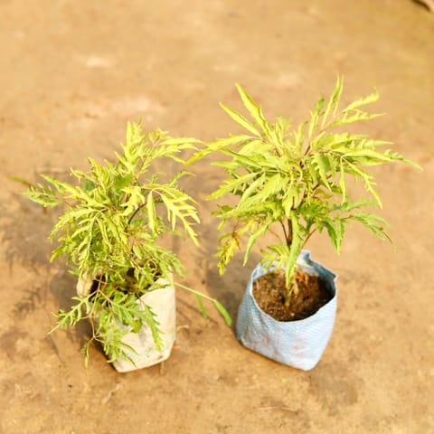 Set of 2 - Aralia Neem in 5 Inch Nursery Bag