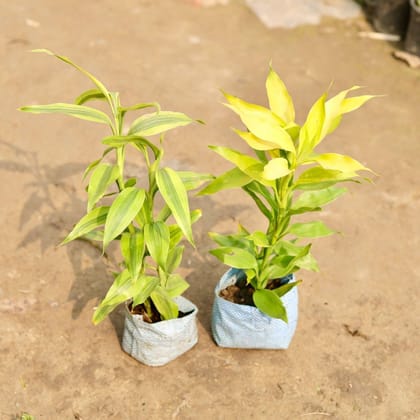 Buy Set of 2 - Lucky Bamboo in 4 Inch Nursery Bag Online | Urvann.com