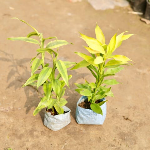 Set of 2 - Lucky Bamboo in 4 Inch Nursery Bag