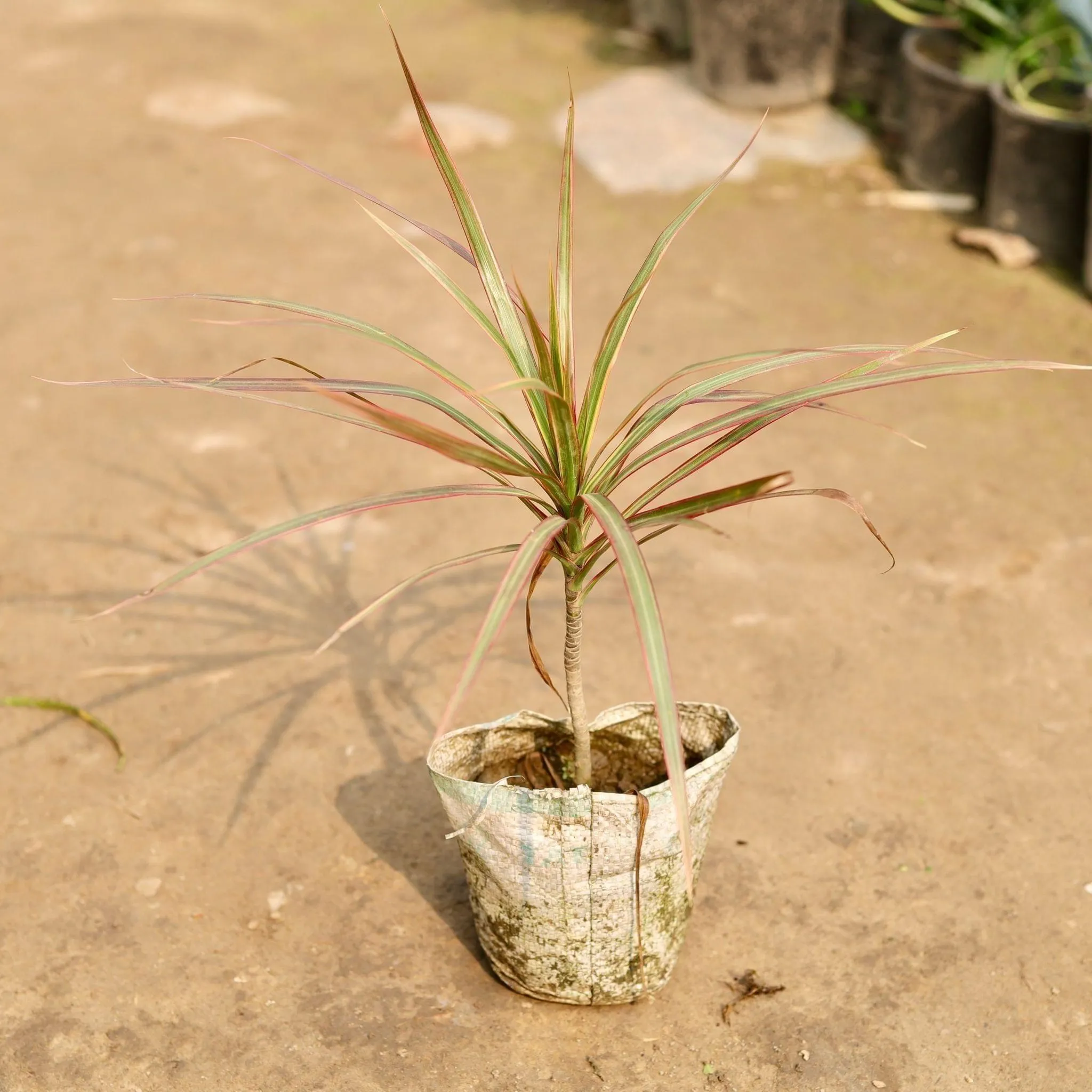 Dracaena colorama / Marginata in 5 Inch Nursery Bag