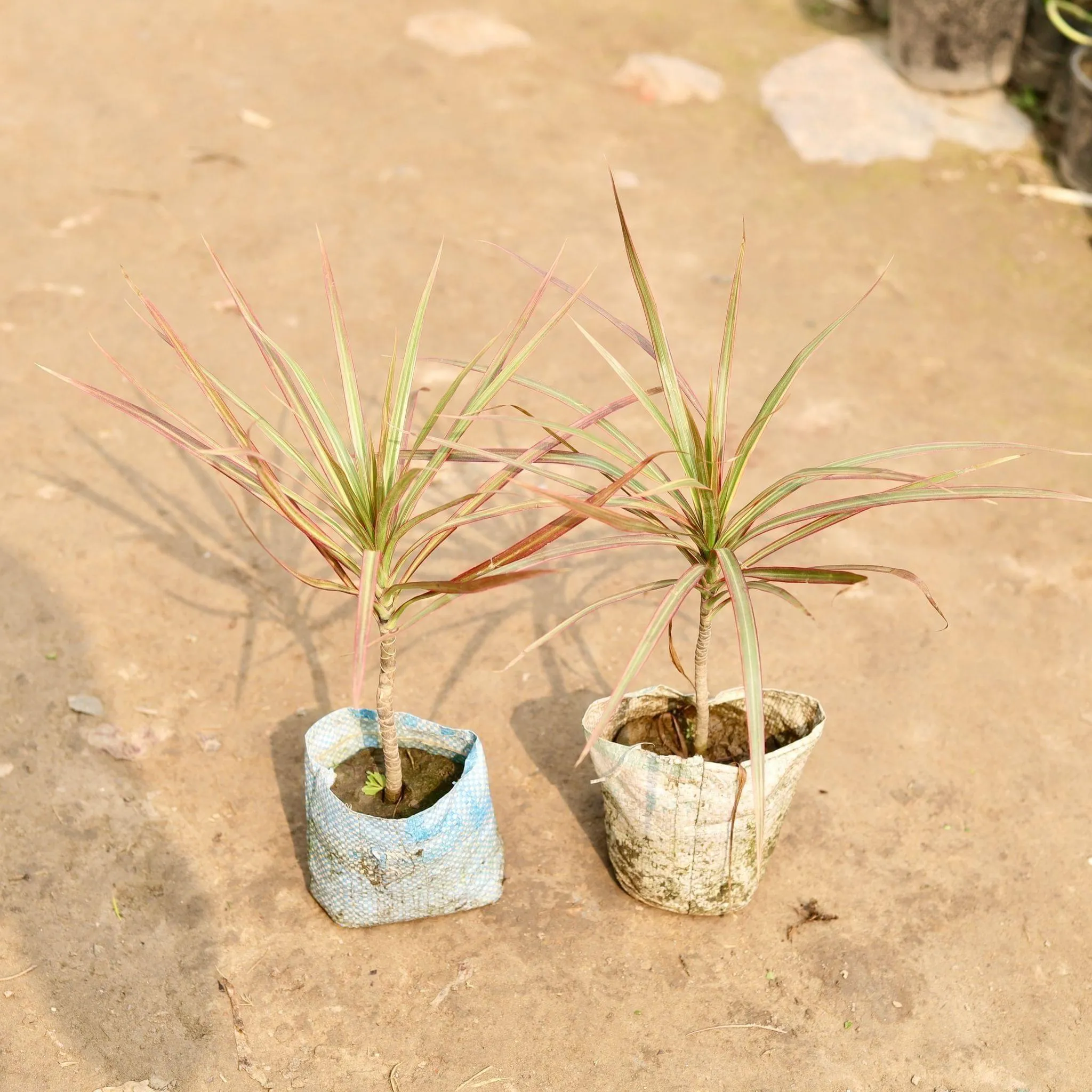 Set of 2 - Dracaena colorama / Marginata in 5 Inch Nursery Bag