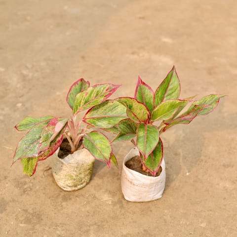 Set of 2 - Aglaonema Lipstick in 5 Inch Nursery Bag