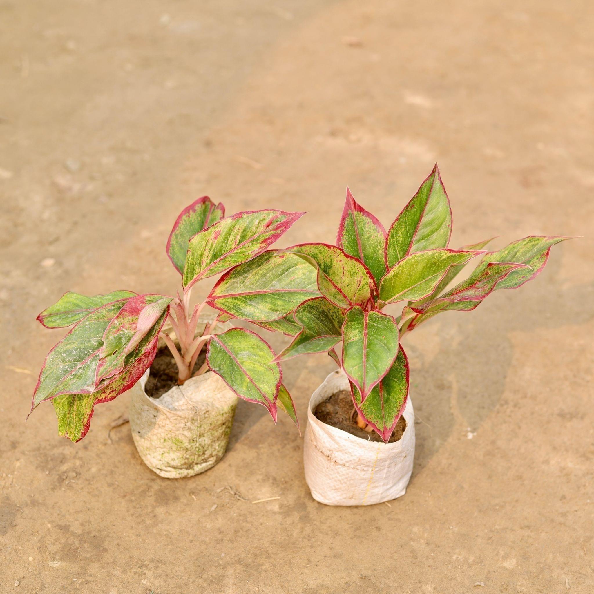 Set of 2 - Aglaonema Lipstick in 5 Inch Nursery Bag