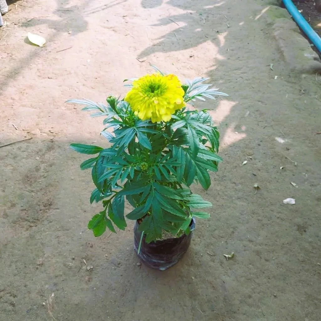 Marigold / Genda (any colour) in 4 Inch Nursery Bag