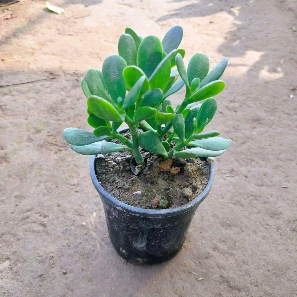 Crassula Jade Succulent in 5 Inch Nursery Pot