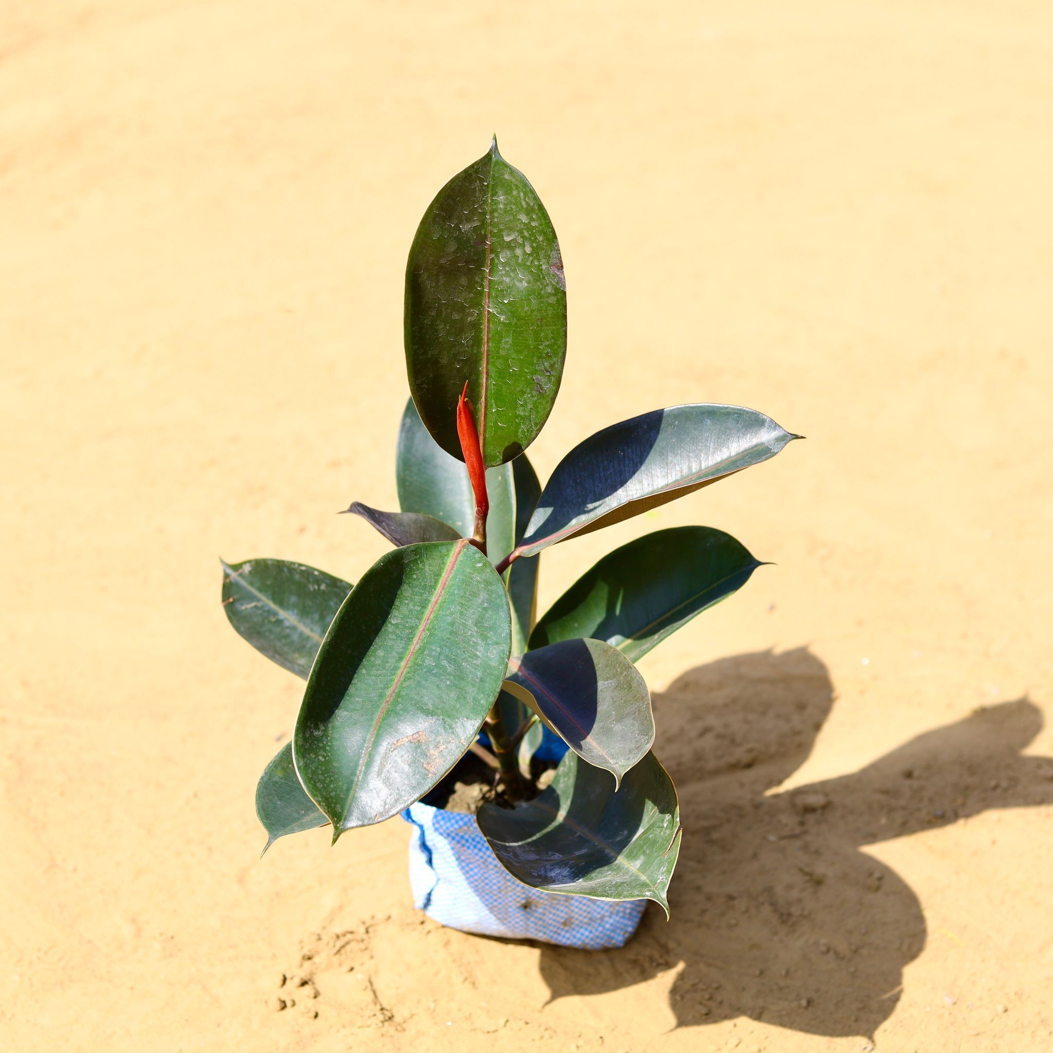 Rubber plant in 8 Inch Nursery Bag