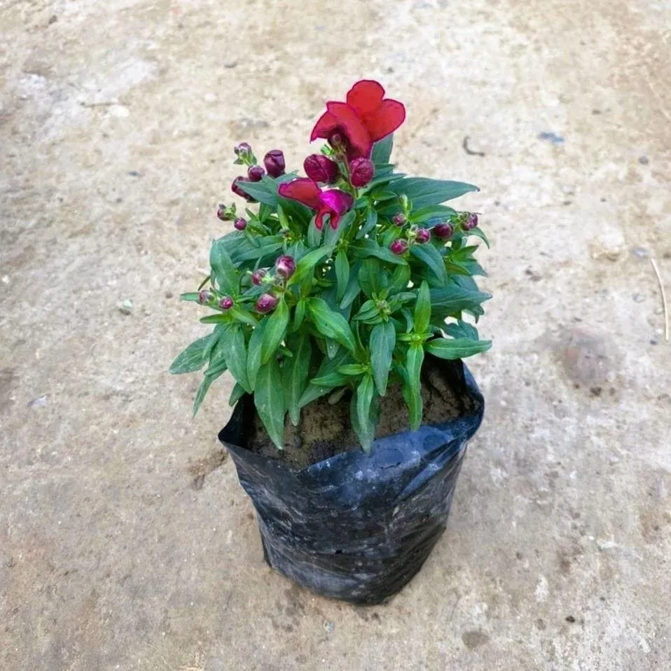 Dog Flower (any colour) in 4 Inch Nursery Bag