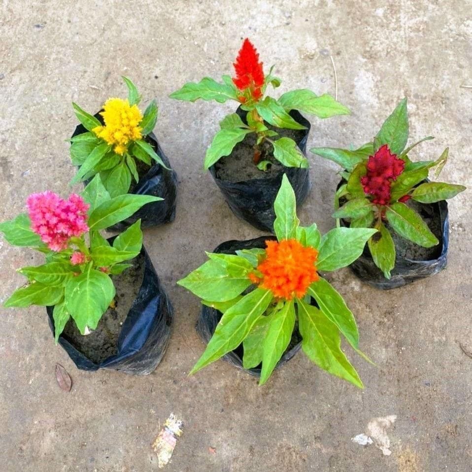 Set of 5 - Celosia / Cockscomb (any colour) in 4 Inch Nursery Bag