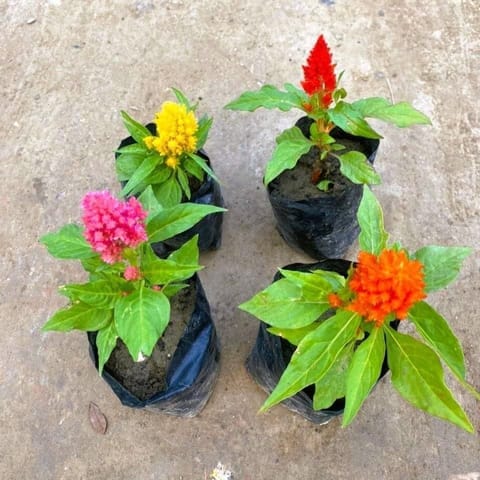 Set of 4 - Celosia / Cockscomb (any colour) in 4 Inch Nursery Bag
