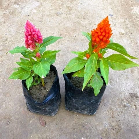 Set of 2 - Celosia / Cockscomb (any colour) in 4 Inch Nursery Bag