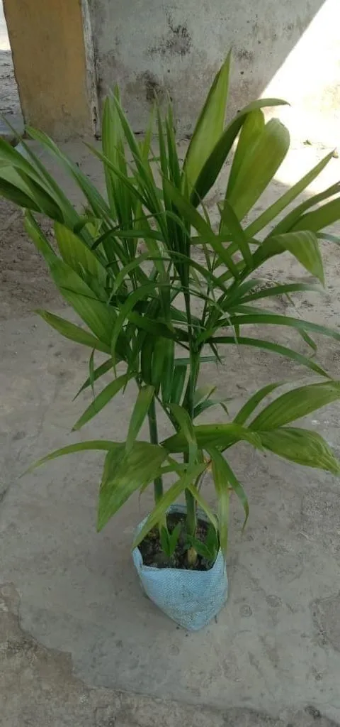 Cane palm in 8 Inch Nursery Bag