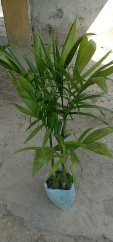 Cane palm in 8 Inch Nursery Bag