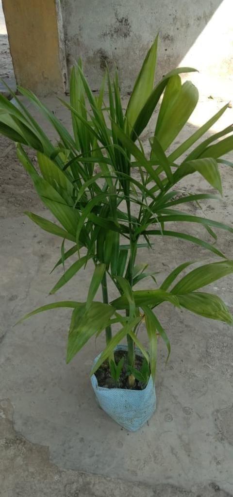 Cane palm in 8 Inch Nursery Bag