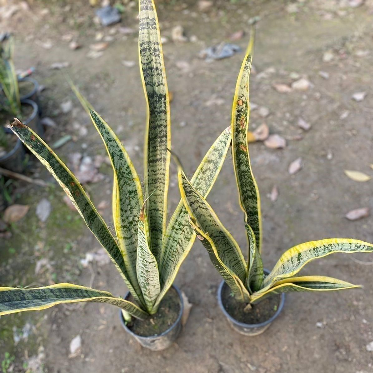 Set of 2 - Snake in 6 Inch Nursery Pot