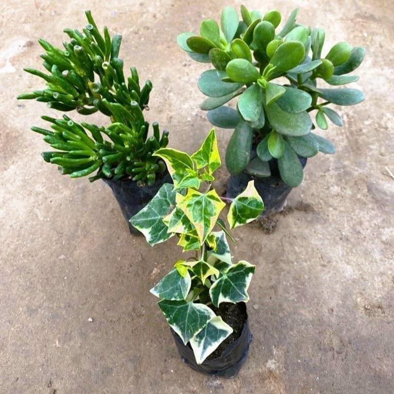 Set of 3 - Crassula Ovata, Crassula Finger & English Ivy Succulent in 3 Inch Nursery Bag