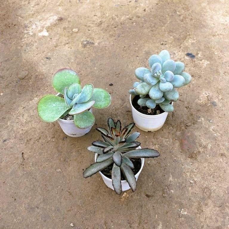 Set of 3 Kalanchoe, moonstone & Kalanchoe Tomentosa Succulent in 3 Inch Nursery Pot