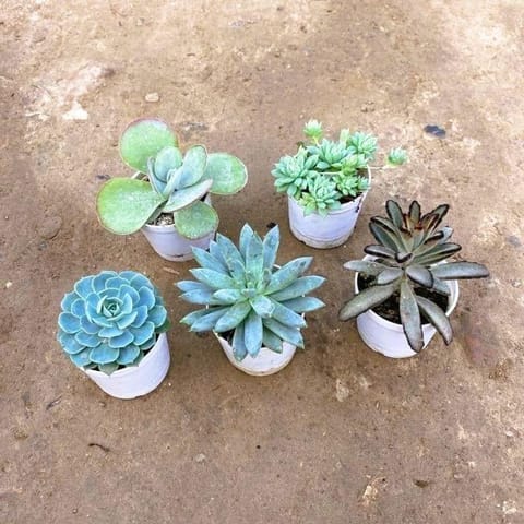 Succulicious Combo - Set of 5 - Kalanchoe, Kalanchoe Tomentosa, Echeveria Blue Bird, Echeveria & Sedum Succulent in 3 Inch Nursery Pot