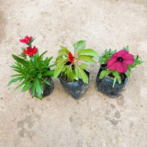 Set of 3 - Seasonal Flowering Plants (Petunia,Celosia & Dianthus) (any colour ) in 4 Inch Nursery Bag