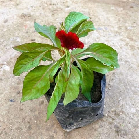 Celosia / Cockscomb (any colour) in 4 Inch Nursery Bag