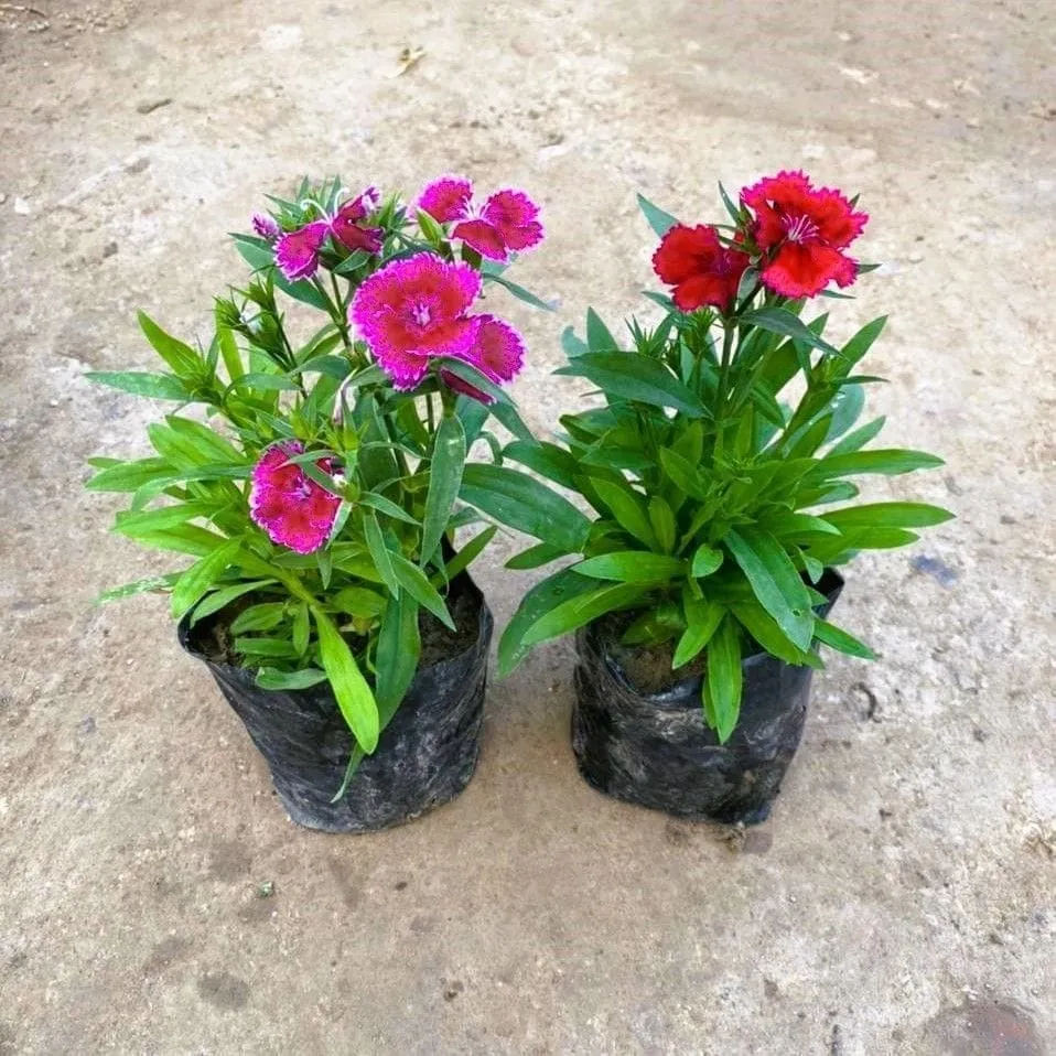 Set of 2 - Dianthus (any colour) in 4 Inch Nursery Bag