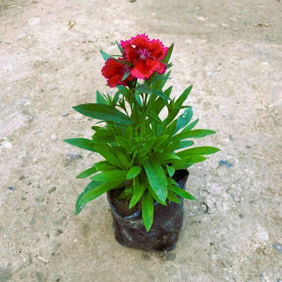Dianthus (any colour) in 4 Inch Nursery Bag