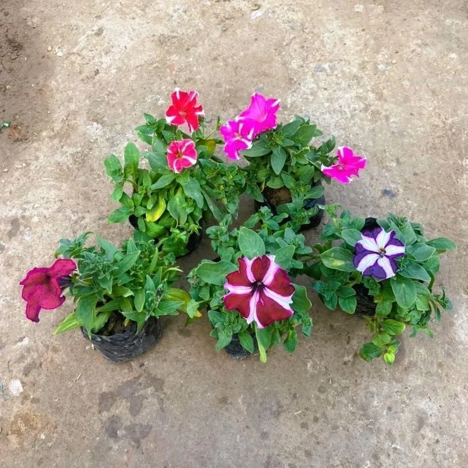 Set of 5 - Petunia (any colour) in 4 Inch Nursery Bag