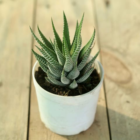 Haworthia Zebrina in 3 Inch Nursery Pot