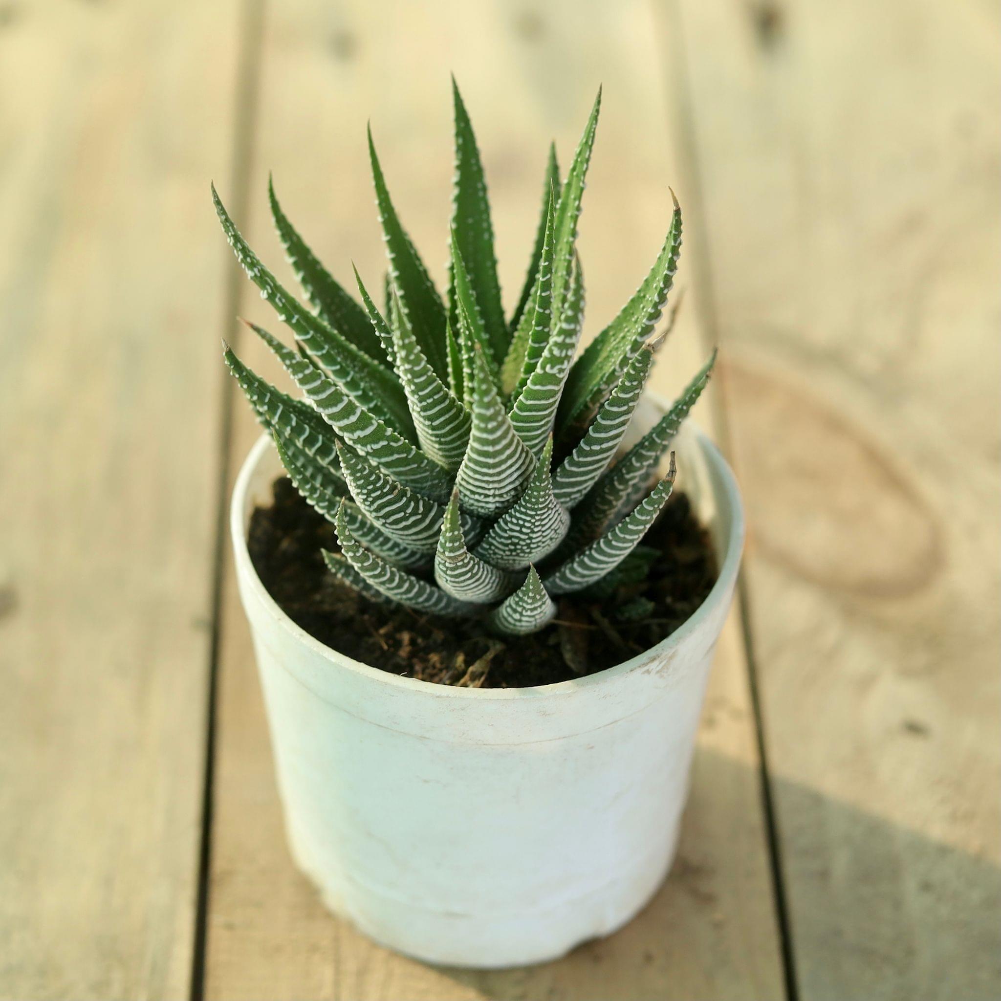 Haworthia Zebrina in 3 Inch Nursery Pot