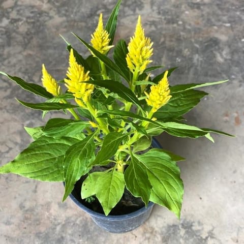 Celosia / Cockscomb (Any Colour) in 6Inch Nursery Pot