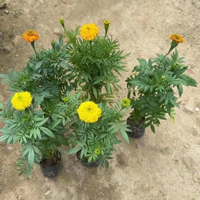 Set of 5 - Marigold / Genda (any colour) in 6 Inch Nursery Bag